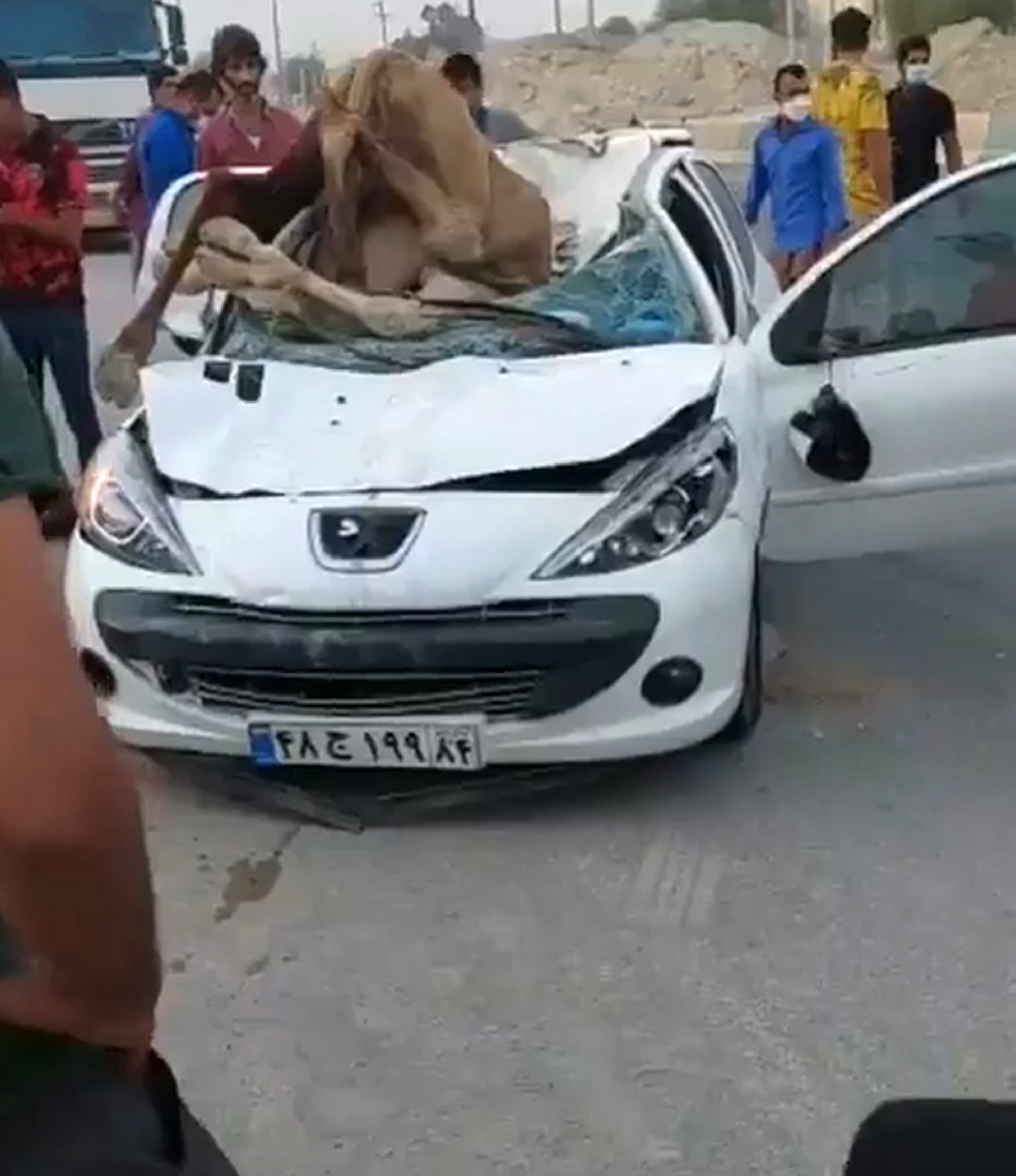Read more about the article Two Camels Killed In Shocking Collision With Peugeot 207 On Iranian Desert Road