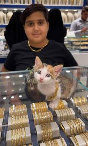 Read more about the article Boy, 11, Buys GBP 800 Gold Necklace For His One Month Old Pet Kitten