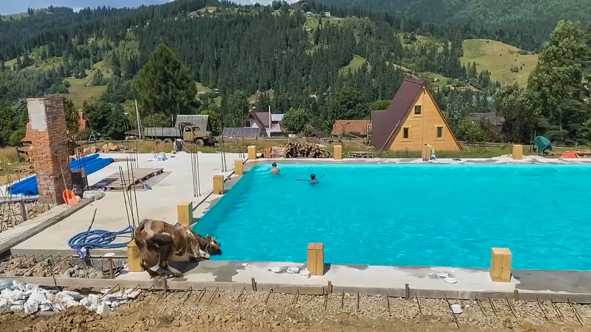 Read more about the article Cow Jumps Into A Hotel Swimming Pool To Cool Off On A Hot Summers Day Then Uses The Steps To Climb Out