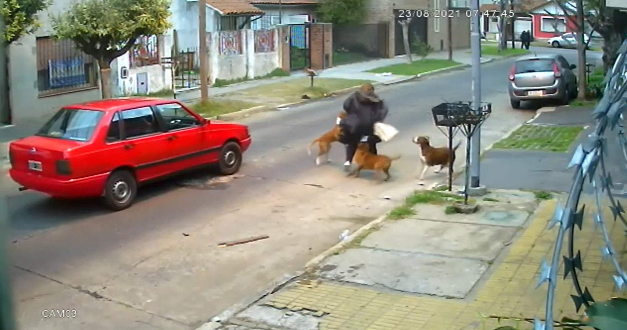 Read more about the article Moment Woman Savagely Attacked On Street By Three Pit Bull Mixes With Neighbours Saving Her