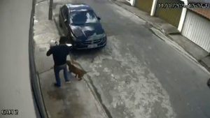 Read more about the article Moment Brave Dog Owner Grapples With Pit Bull To Try To Save His Pet Poodle From Being Attacked
