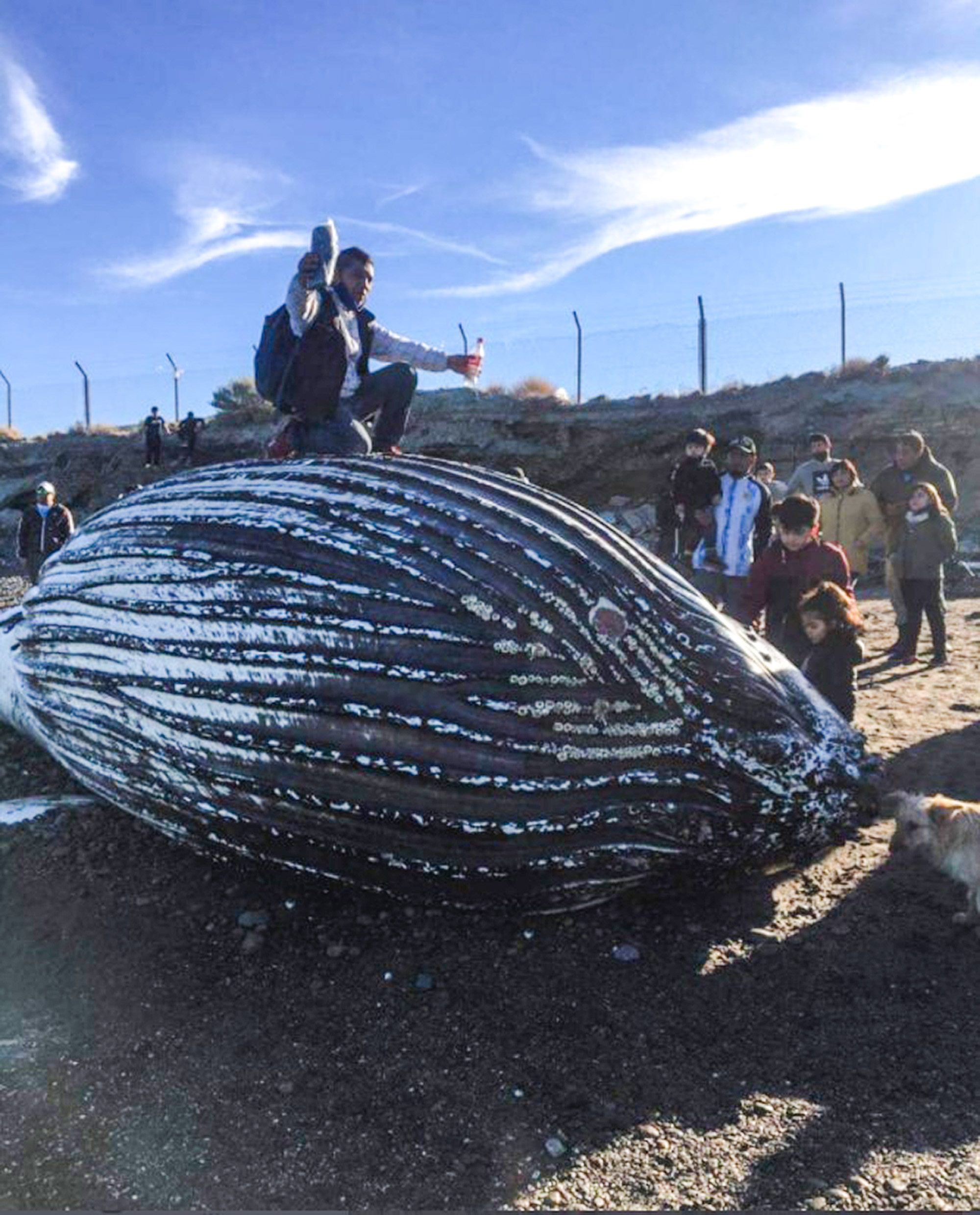 Read more about the article Locals Climb Body Of Rotting Humpback Whale And Pose For Snaps Inside Its Mouth
