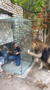 Read more about the article Calls For Ban On Zoo That Promotes Glass Cage For Visitors To Taunt Frustrated Lions