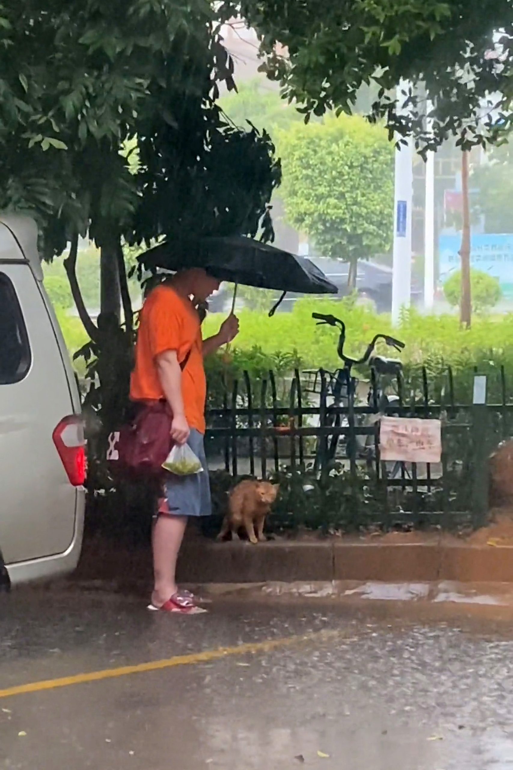 Read more about the article Moment Kind Resident Sticks Brolly In Ground For Soaking Stray Cat In Pouring Rain