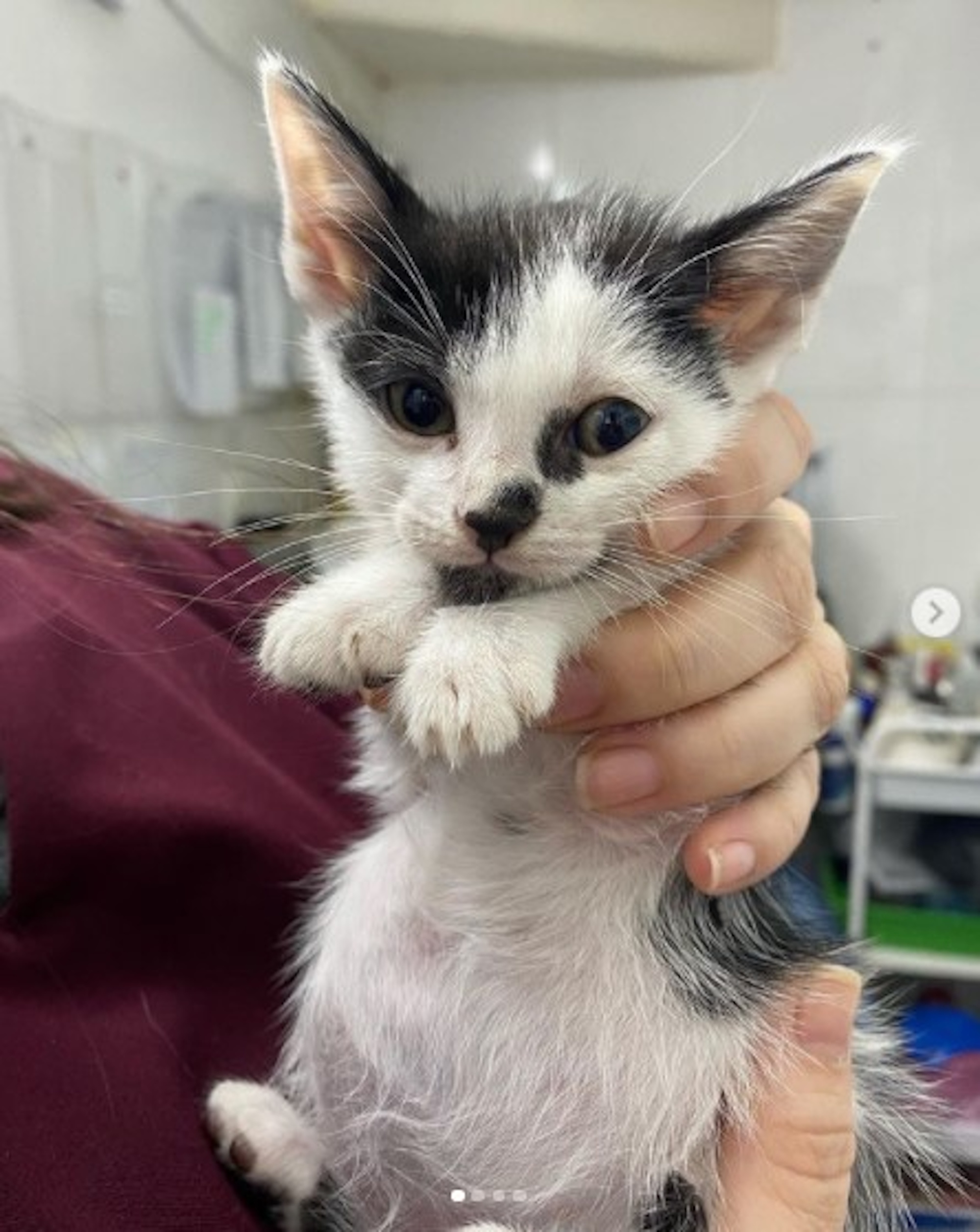 Read more about the article Kitten Born With No Anus Survives 50 Days Without Being Able To Poo Until Kind Vet Saves Its Life