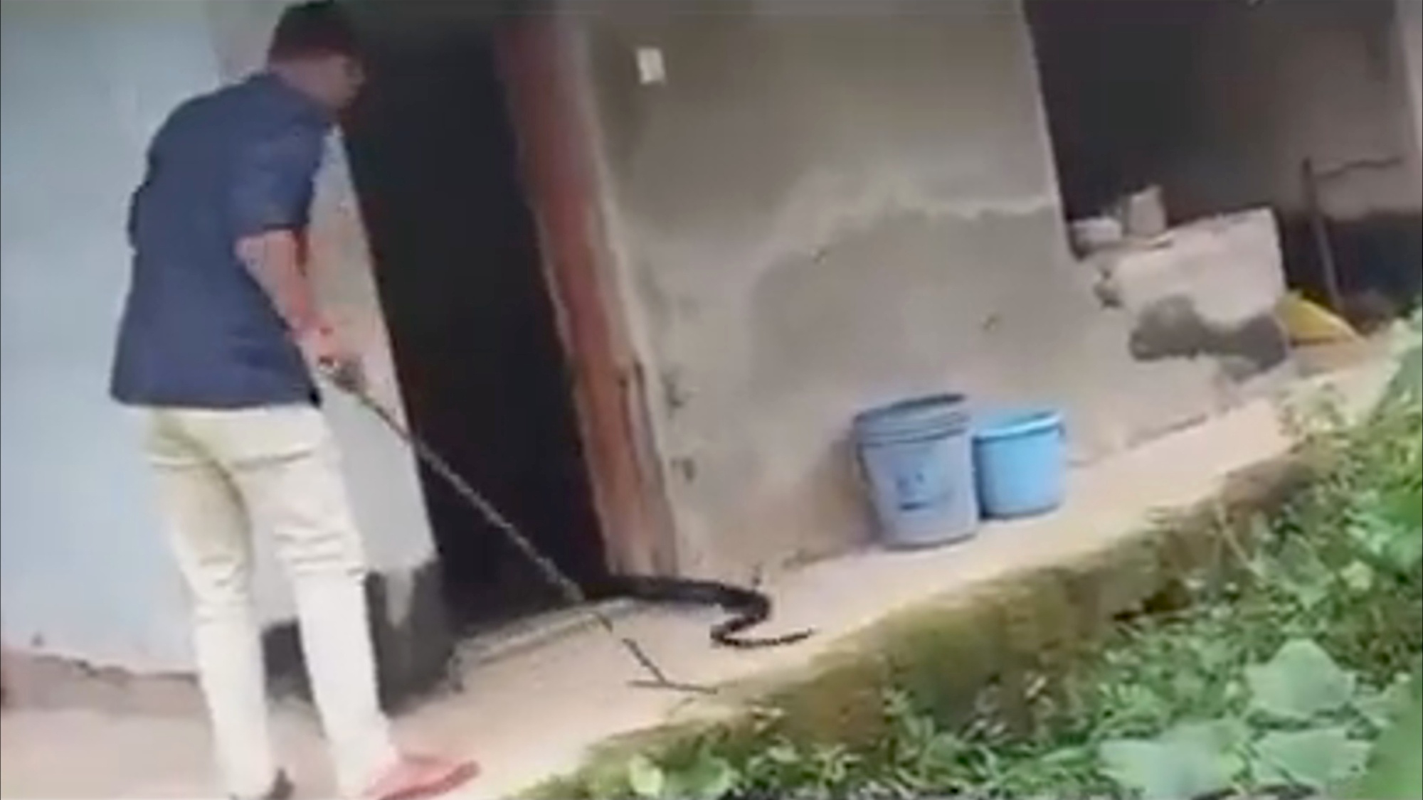 Read more about the article Moment Huge King Cobra Turns Tables On Snake Catcher