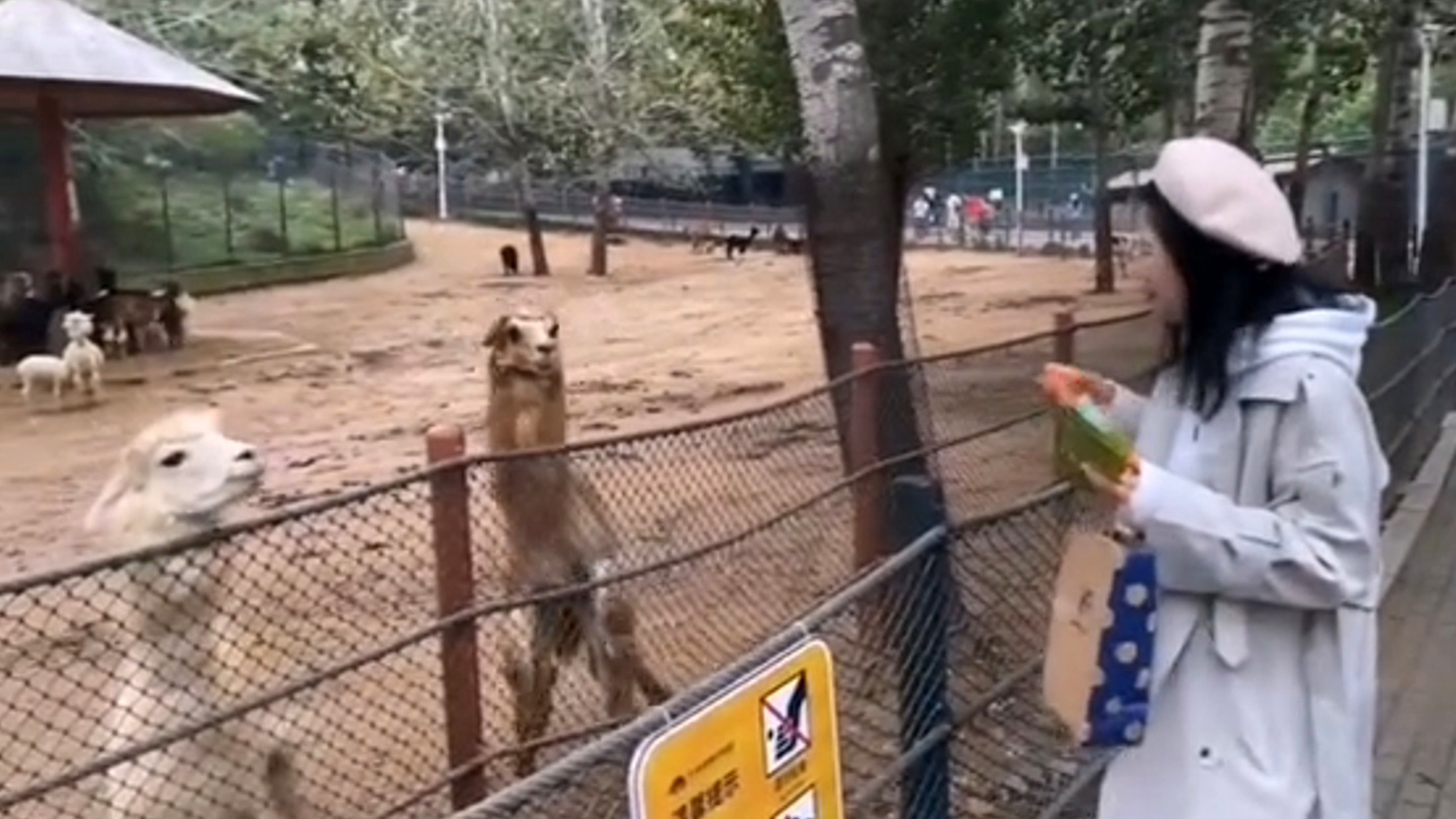 Read more about the article Moment Livid Llama Spits At Woman Trying To Feed It Carrot