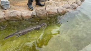 Read more about the article Woman Drops Phone In Zoo Pond Before Otter Rescues It From The Depths