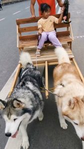 Read more about the article Dad Picks Up Beaming Daughter From Nursery In Special Husky-Drawn Carriage
