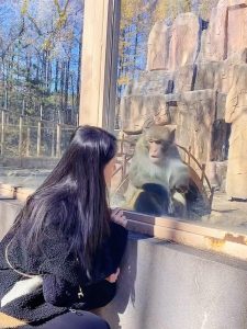 Read more about the article Shocked Zoo Monkey Falls Of Ledge At Sight Of Woman Staring Through Glass