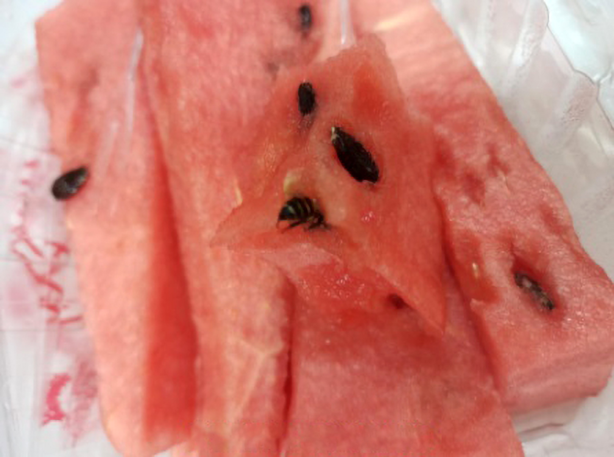 Read more about the article Woman Left With Swollen Lip After Biting Into Watermelon Containing Bee