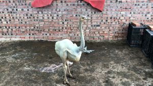 Read more about the article Murant Ostrich Shivers In Cold Weather After Being Born Without Feathers