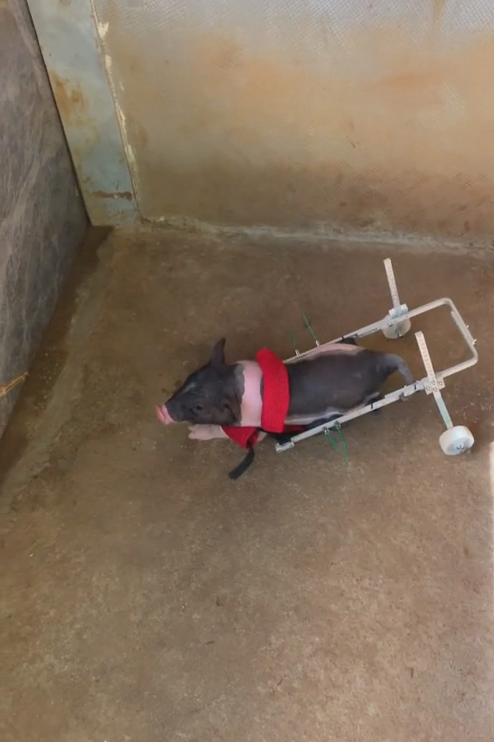 Read more about the article Piglet Born Without Hind Legs Kept As Pet And Fitted With Device With Wheels So It Can Get Around
