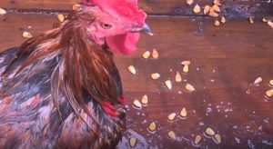 Read more about the article Chicken That Survived 15 Days In Rubble After House Collapse Recovers And Becomes Online Star
