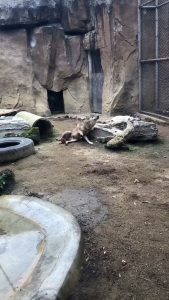 Read more about the article Wolf In Chinese Zoo Has Panic Attack While Trying To Eat In Front Of Noisy Visitors