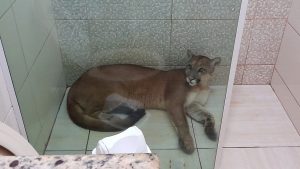 Read more about the article Brazilian Girl, 15, Finds Growling Puma In Family Home