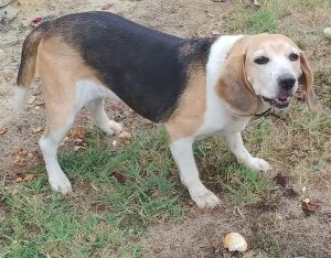 Read more about the article Healthy Beagle Dog Dies Of Broken Heart Days After Owner, 80, Passed Away
