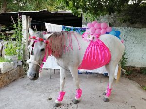 Read more about the article Mexican Couple Throws Baby Shower For Pregnant Horse They Dressed In Pink