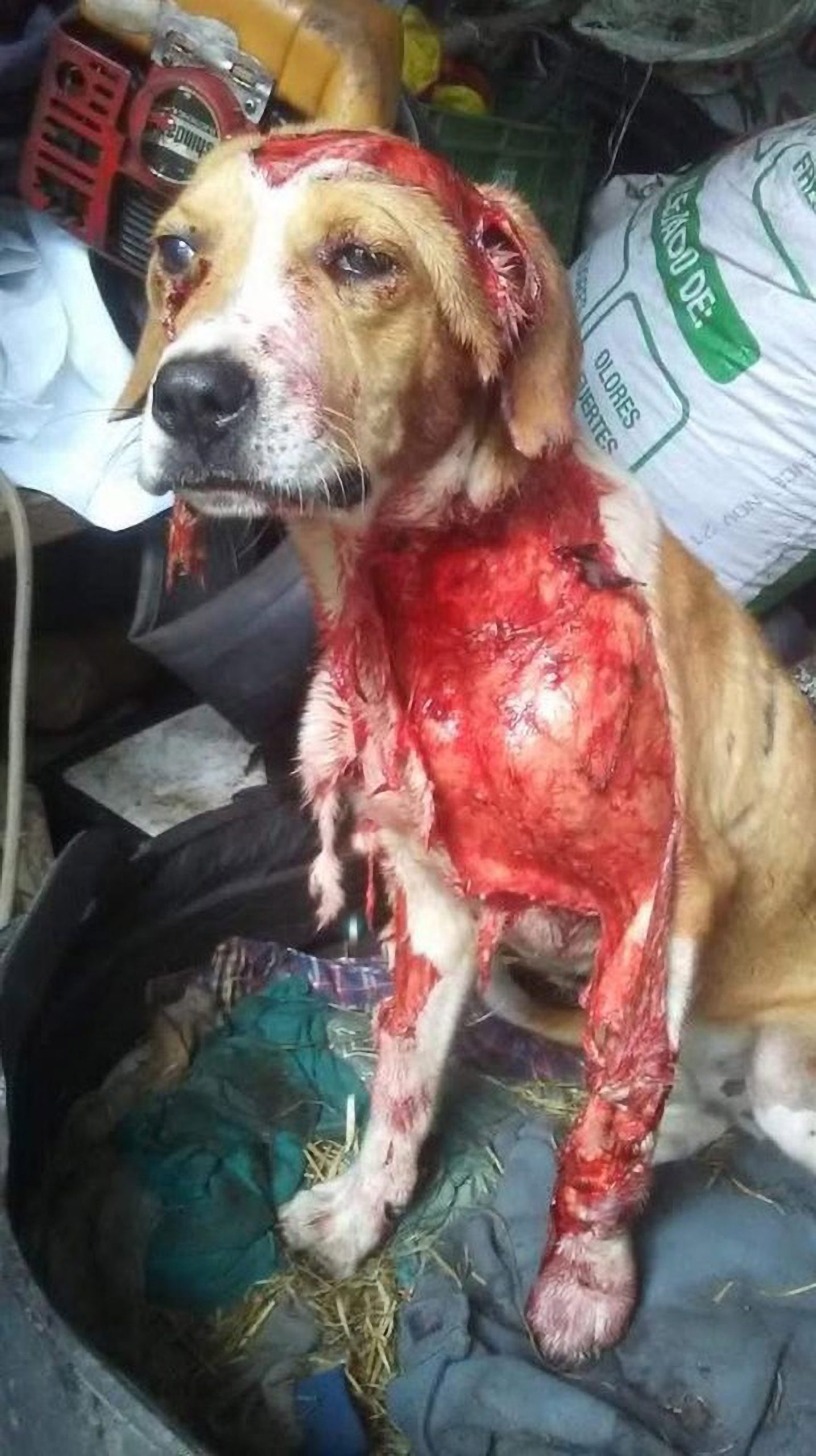 Read more about the article Pet Dog Survives Being Skinned Alive By Junkie In Sick Attack That Affected 80 Percent Of Its Body