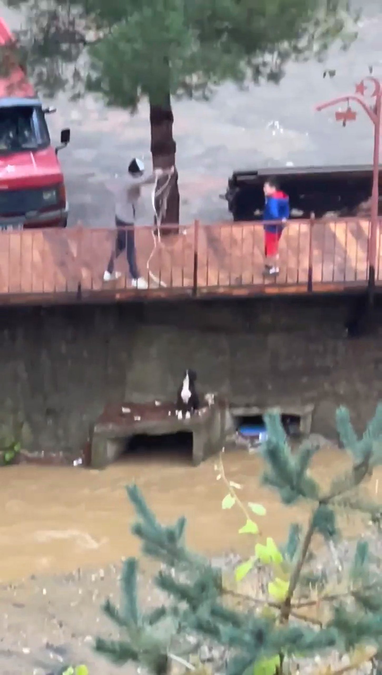 Read more about the article Man Uses Rope To Save Dog Trapped On Small Ledge Above Stream