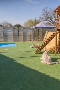 Read more about the article South African Nursery Tots Too Scared To Play As Neighbours Keep 2 Tigers That Peer Over Fence