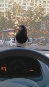 Read more about the article Friendly Magpie Enters Mans Car And Puts Ciggies In Beak