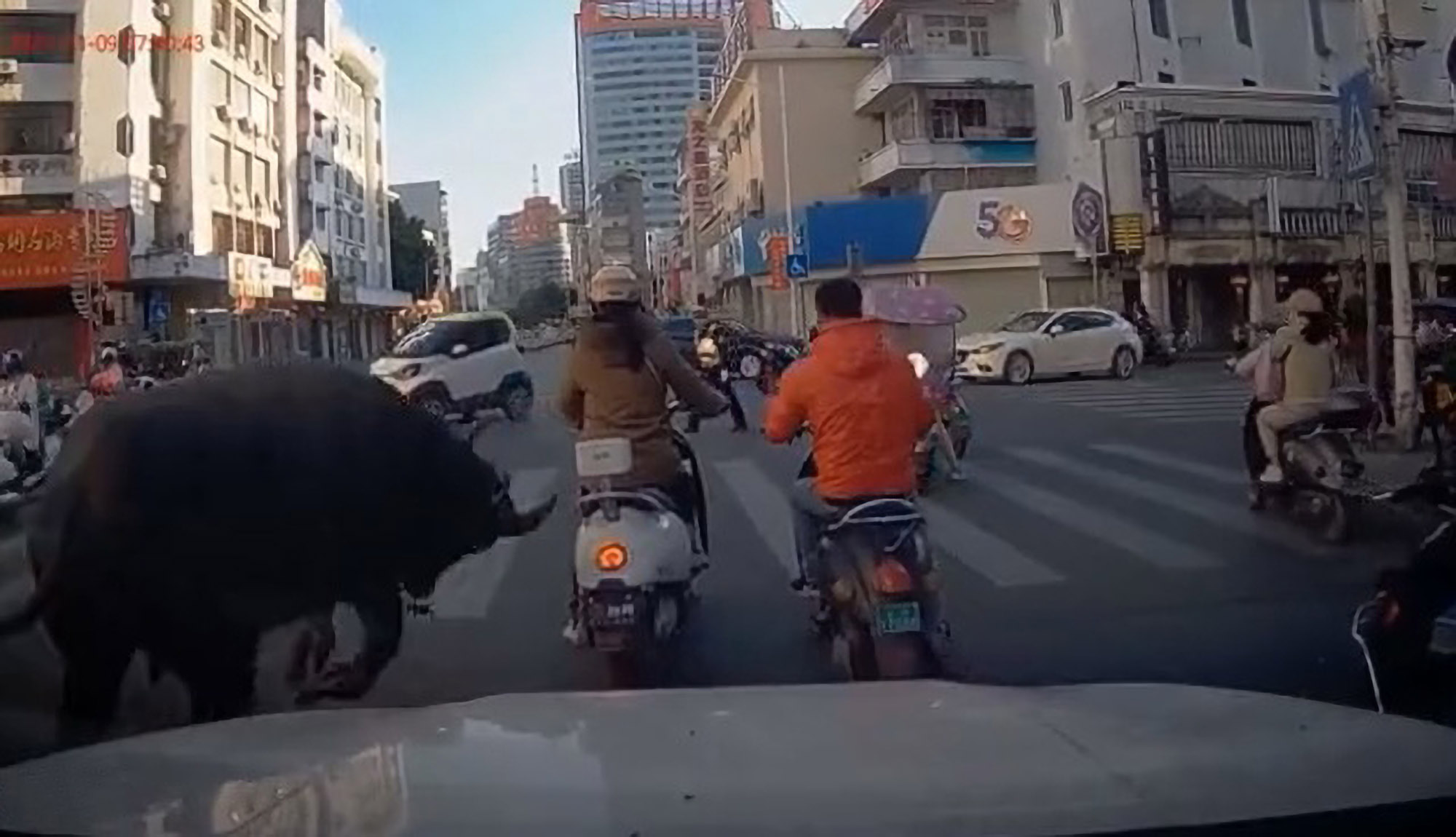 Read more about the article Rampaging Water Buffalo Knocks Woman Off Moped On Busy City Street Crossing