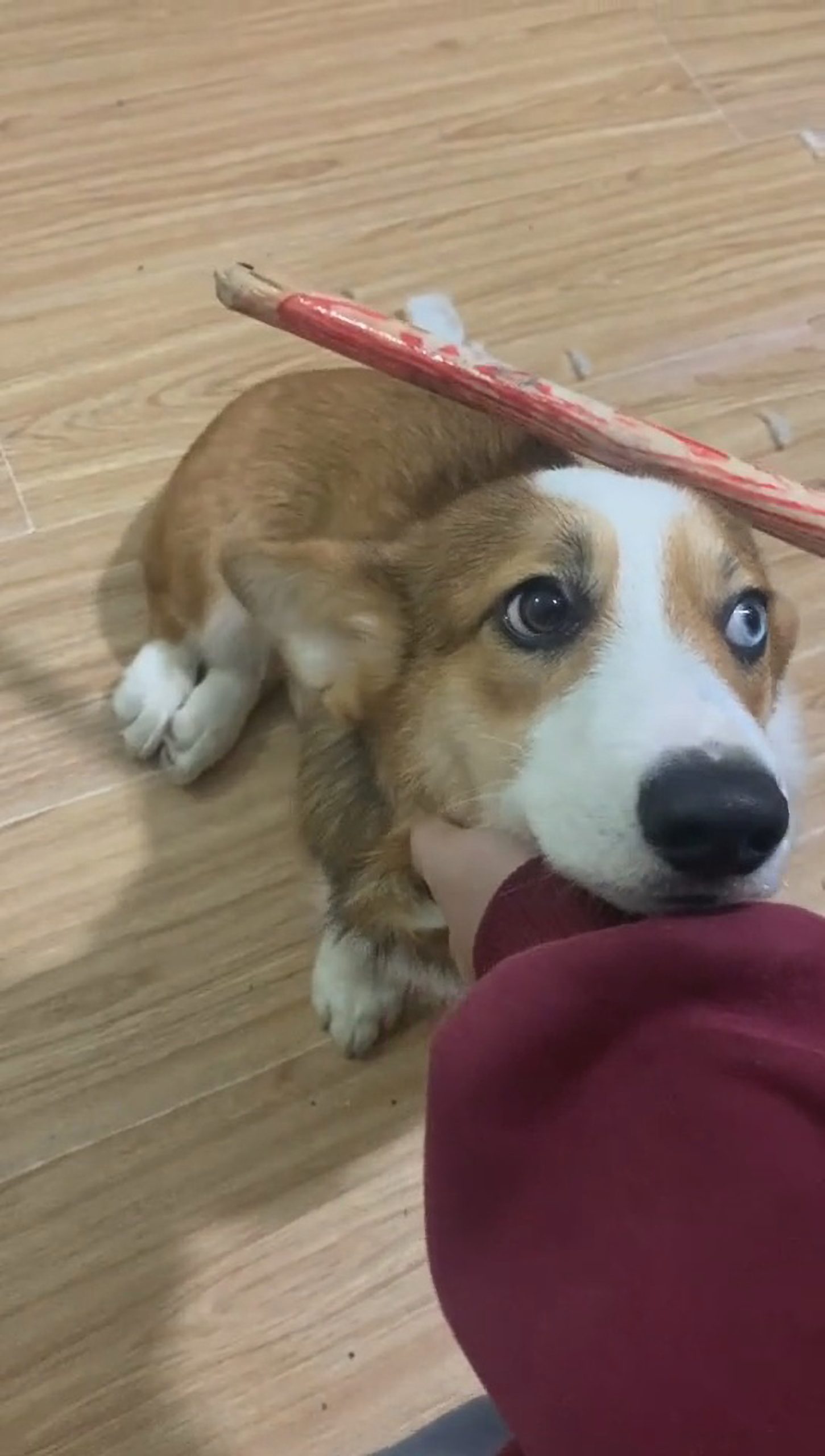 Read more about the article Poor Corgi Trembles In Fear As Owner Threatens It With Broom For Making Mess