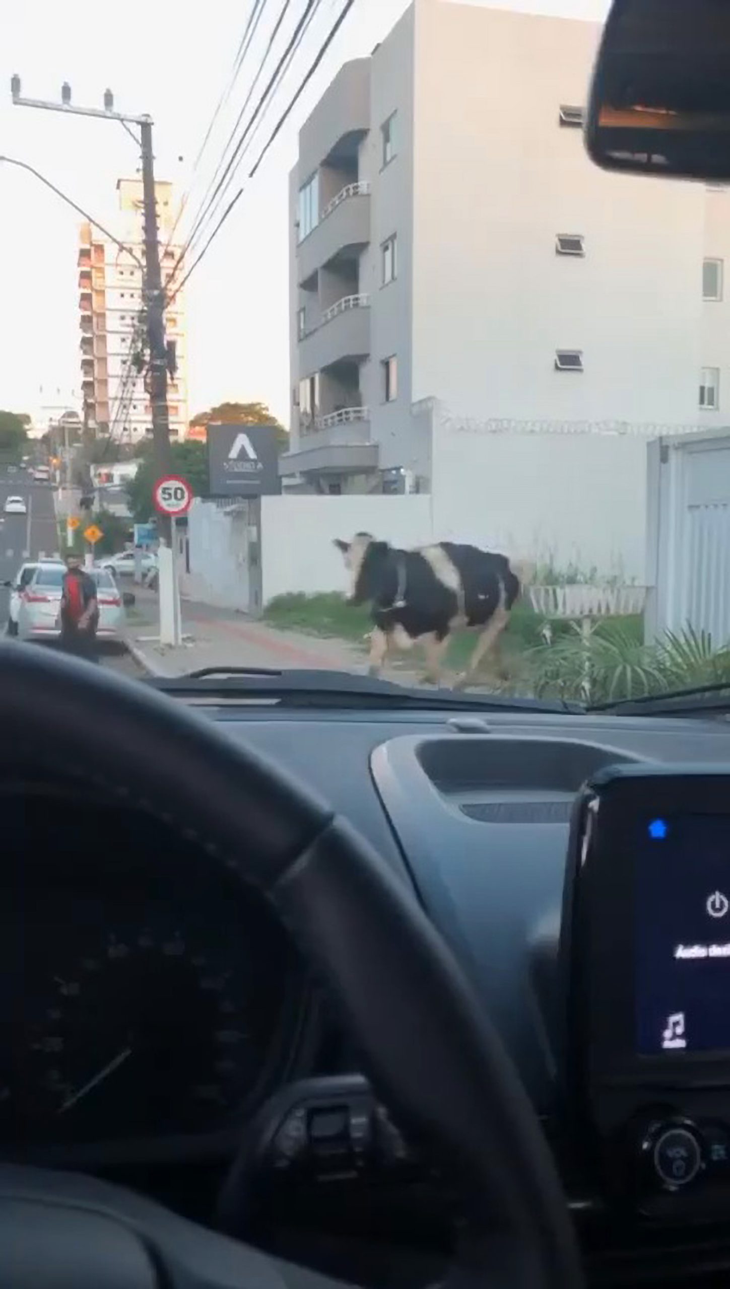 Read more about the article Escaped Cow Runs Into Street And Crashes Into Oncoming Biker