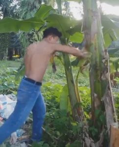 Read more about the article Indonesian Man Scores Music Deal After Vids Of Him Cutting Down Banana Trees With Punches Go Viral