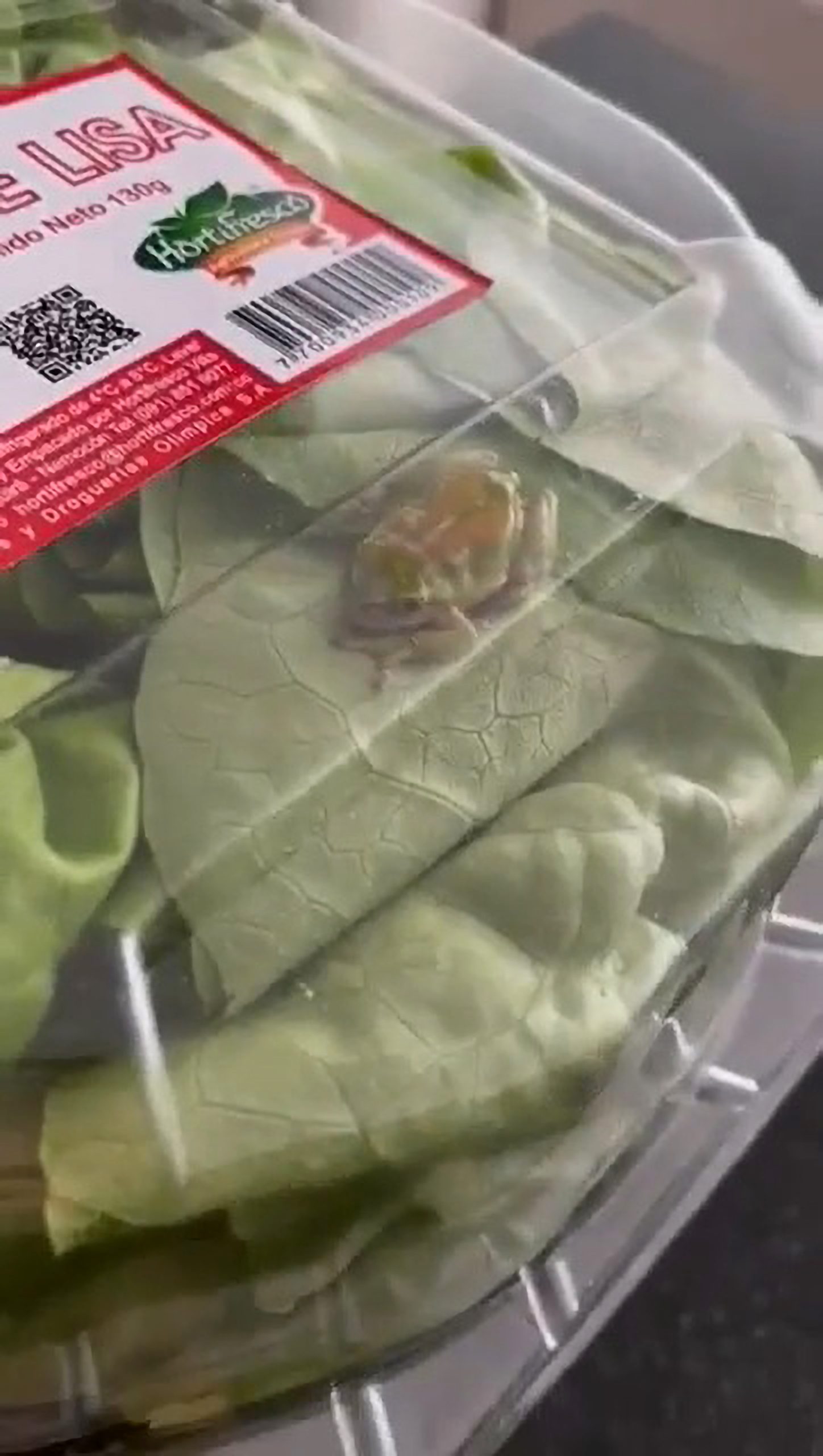 Read more about the article Woman Finds Frog Inside Plastic Box Of Lettuce Bought From Supermarket