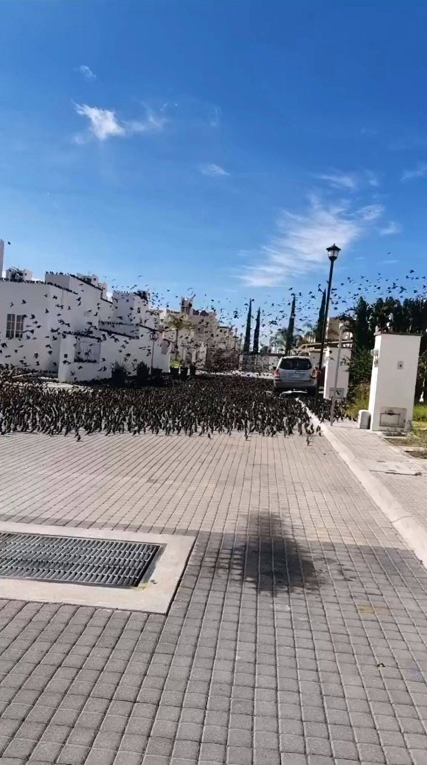 Read more about the article Viral: Mexican Man Stunned By Thousands Of Birds Outside His Home