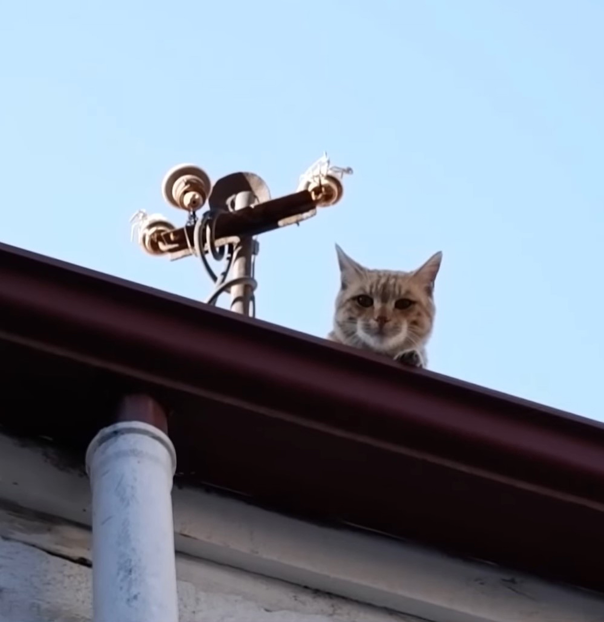 Read more about the article Hermit Cat Lives On Turkish Roof For Over Four Years