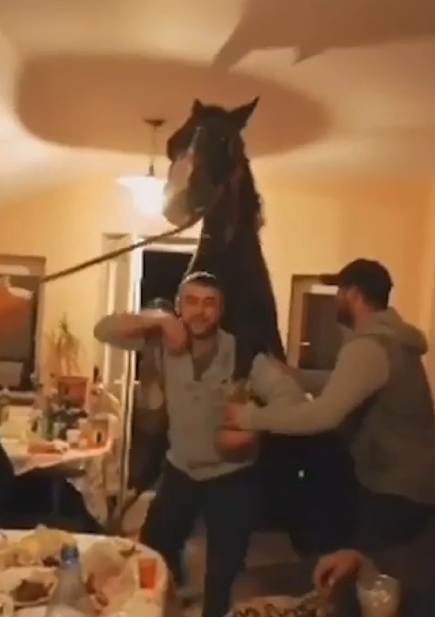 Read more about the article Man Tries To Give Large Horse Piggyback Ride During Boozy Living Room Party In Romania