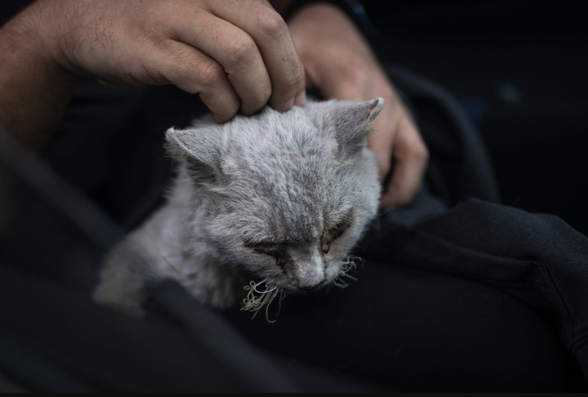 Read more about the article Badly Burnt Cat Magma That Spent Weeks Wandering Spanish Volcano Island Before Rescue Dies