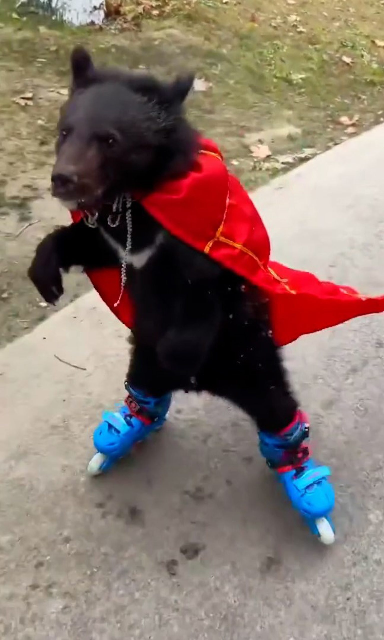 Read more about the article Moment Black Bear Cub Wearing Red Cape Rollerblades At Zoo In China