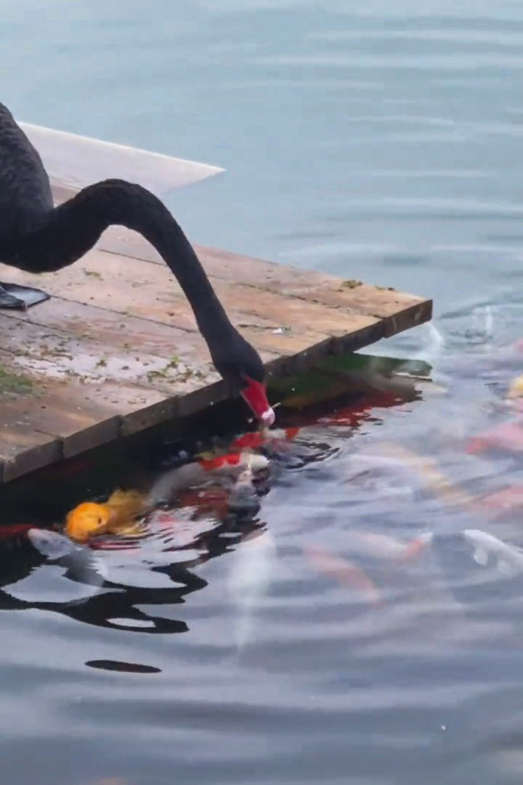 Read more about the article Cute Moment Black Swan Shares Its Food With Waiting Fish