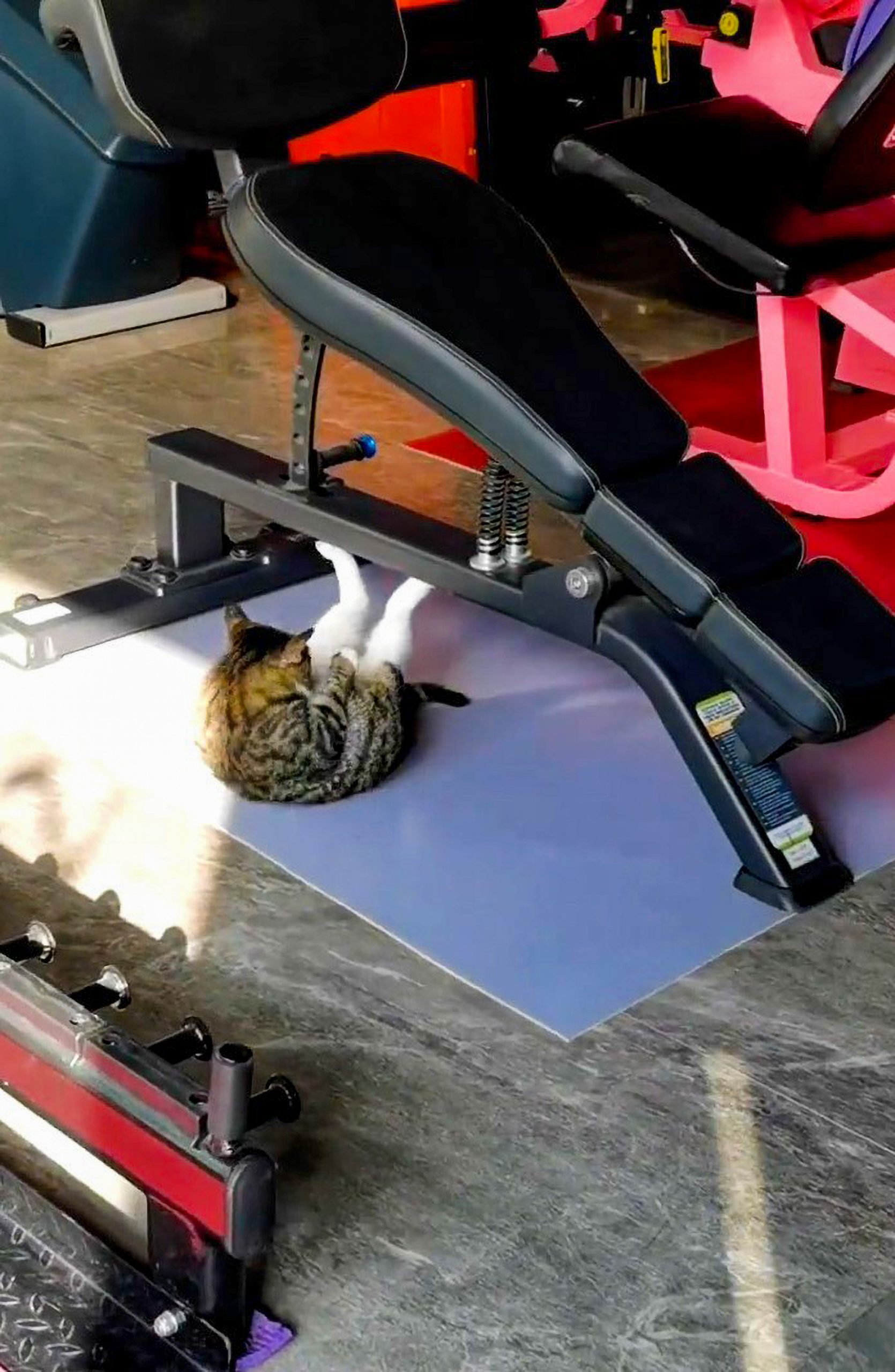 Read more about the article Funny Moment Cat Performs Sit Ups In Chinese Gym