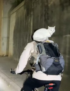 Read more about the article Moment White Cat Relaxes On Cyclists Back