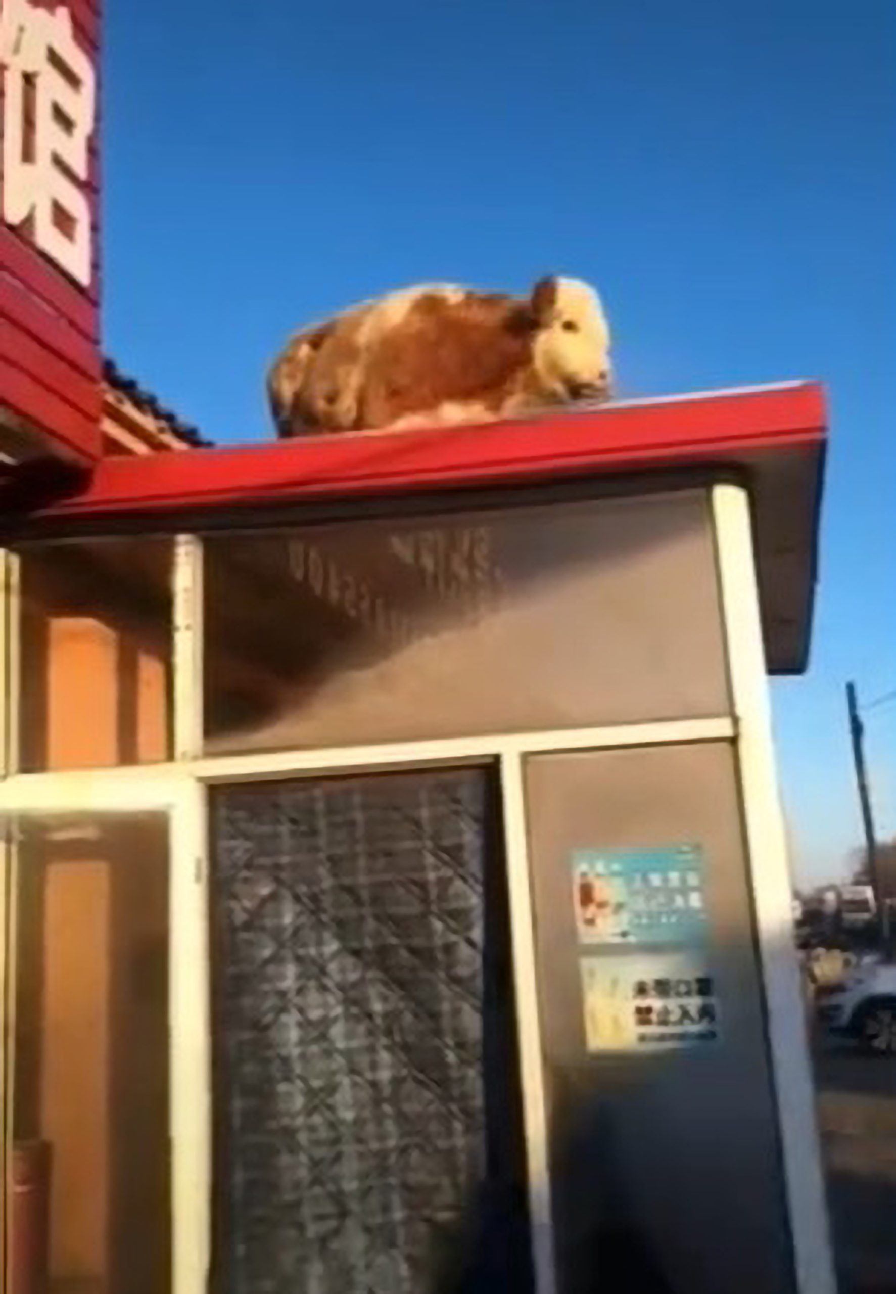 Read more about the article Snow Joke: Cow Walks Up Snow Ramp Onto Roof And Gets Stuck When Ramp Melts