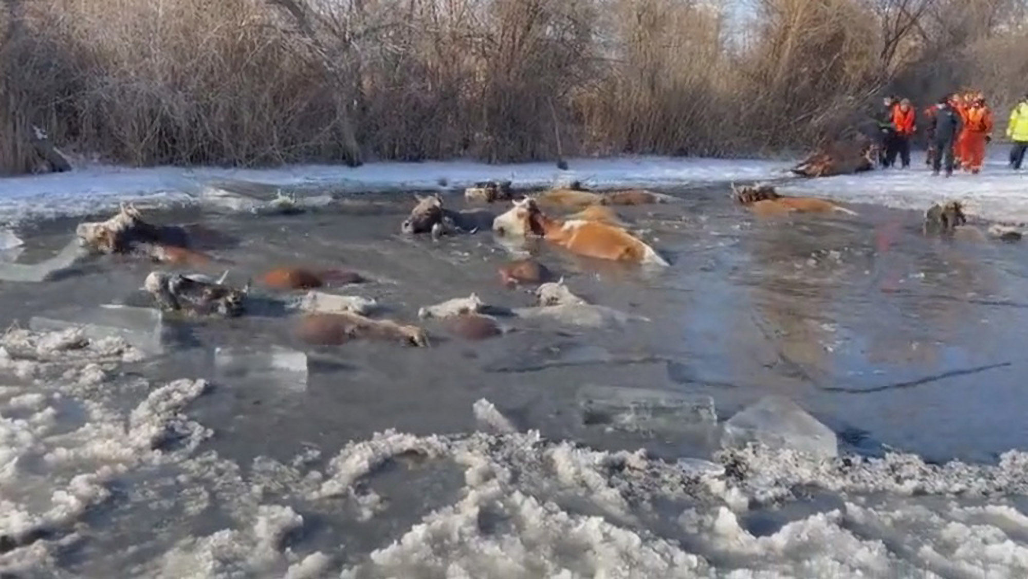 Read more about the article Rescuers Pull Cows From Freezing Pond Using Ropes After 20 Of The Bovines Fell Through The Ice