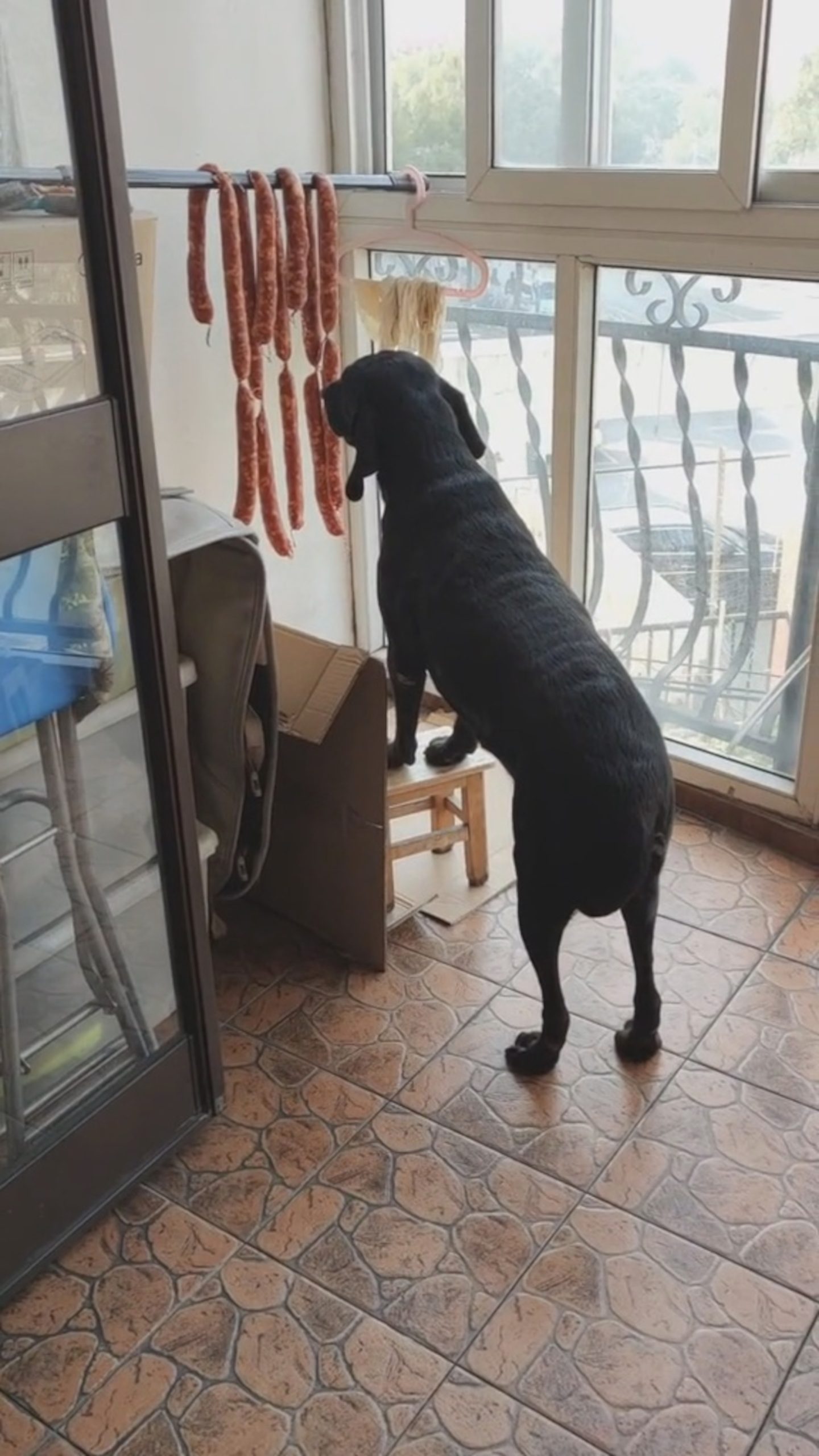 Read more about the article Food Loving Dog Sits Patiently In Front Of Hanging Sausages