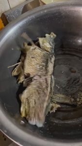 Read more about the article Eerie Moment Zombie Fish Starts Thrashing Around In Frying Pan