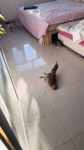 Read more about the article Stunned Family Finds Dead Grouse On The Floor And Huge Hole In The Window