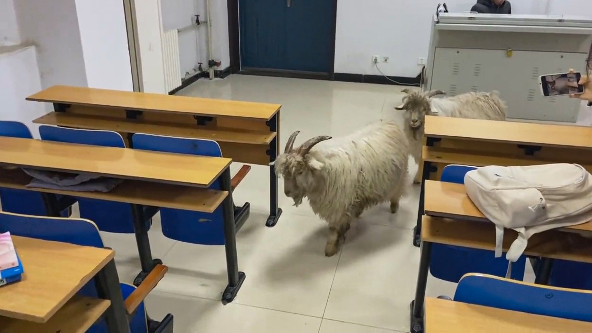 Read more about the article Moment Two Sheep Enter Classroom Full Of Schoolchildren And Poo Everywhere
