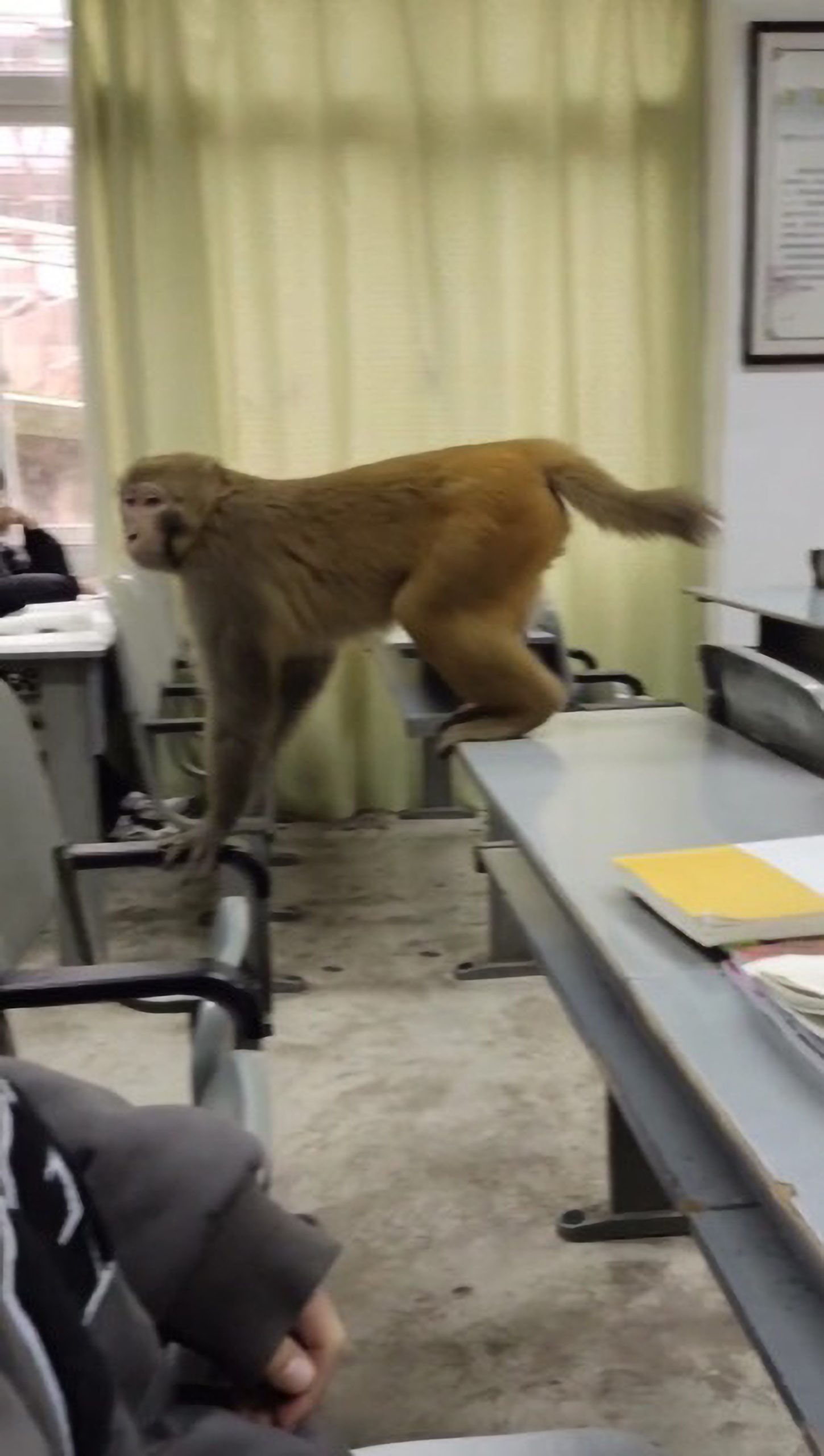 Read more about the article Monkey Breaks Into a Classroom And Steals Students Soy Milk In China
