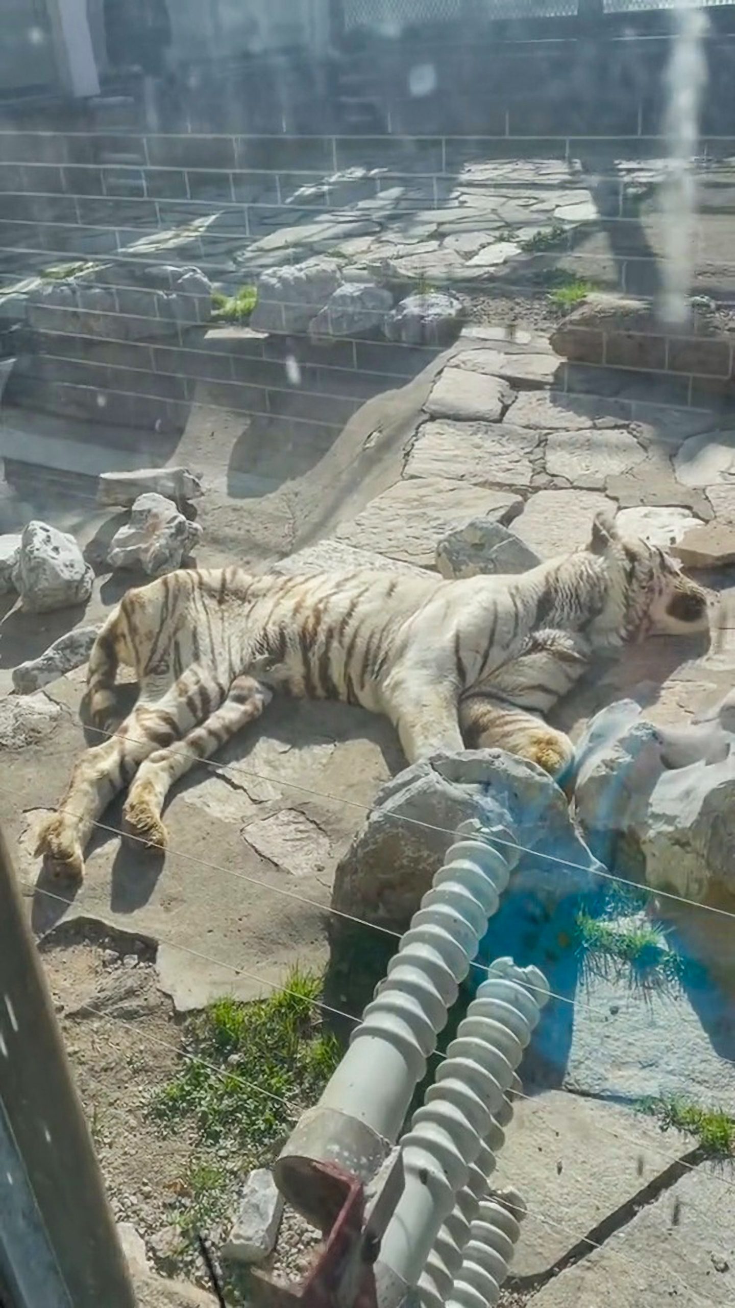 Read more about the article Visitors Shocked As Chinese Zoo Tiger Is All Skin And Bones