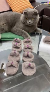 Read more about the article Cat Owner Saves Up Fur For 18 Months To Make 4 Pairs Of Tiny Slippers