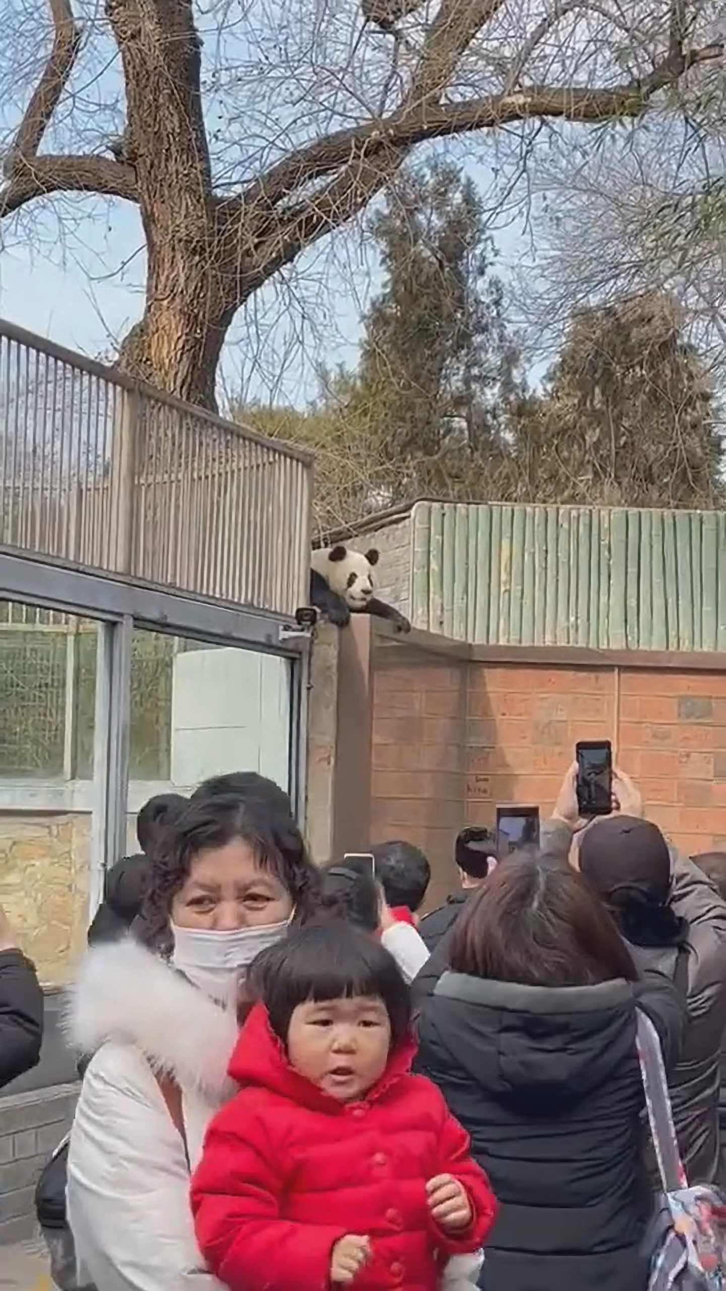 Read more about the article Drama At Chinese Zoo After Naughty Panda Escapes From Enclosure