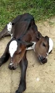 Read more about the article Rare Two Headed Calf Born In Brazil